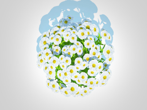 Aster novi-belgii - New York Aster - white 3D Model