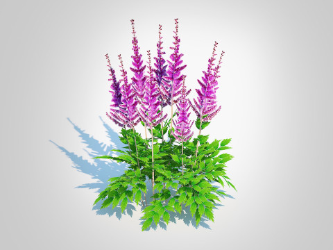 Astible chinensis - dwarf astilbe Modelo 3D