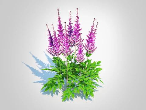 Astible chinensis - dwarf astilbe 3D Model