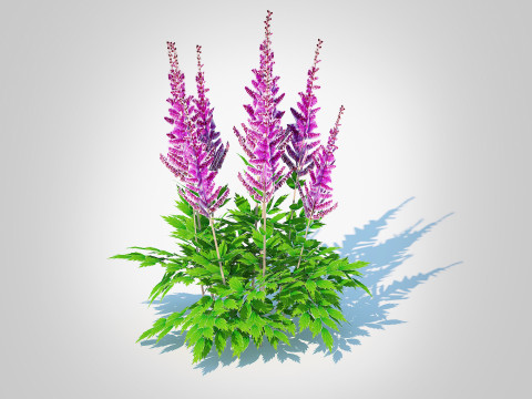 Astible chinensis - dwarf astilbe Model 3D