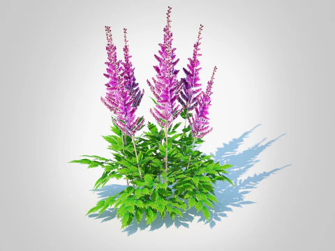 Astible chinensis - dwarf astilbe 3D Model