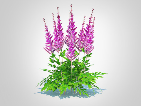Astible chinensis - dwarf astilbe Model 3D