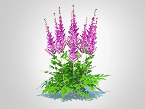 Astible chinensis - dwarf astilbe 3D Model