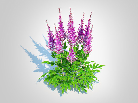 Astible chinensis - dwarf astilbe Model 3D