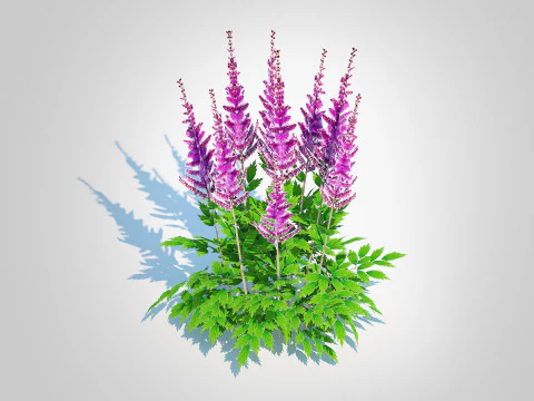 Astible chinensis - dwarf astilbe 3D Model