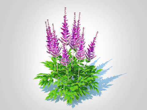 Astible chinensis - dwarf astilbe 3D Model