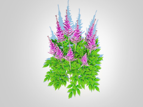 Astible chinensis - dwarf astilbe Model 3D