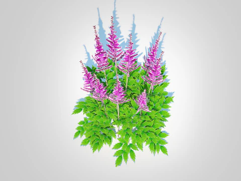 Astible chinensis - dwarf astilbe 3D Model