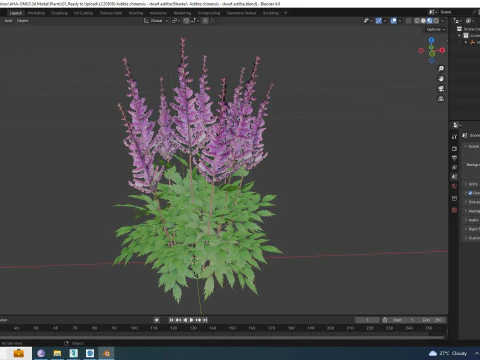 Astible chinensis - dwarf astilbe 3D Model
