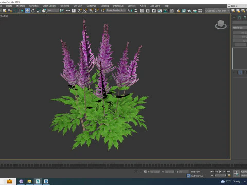 Astible chinensis - dwarf astilbe 3D Model