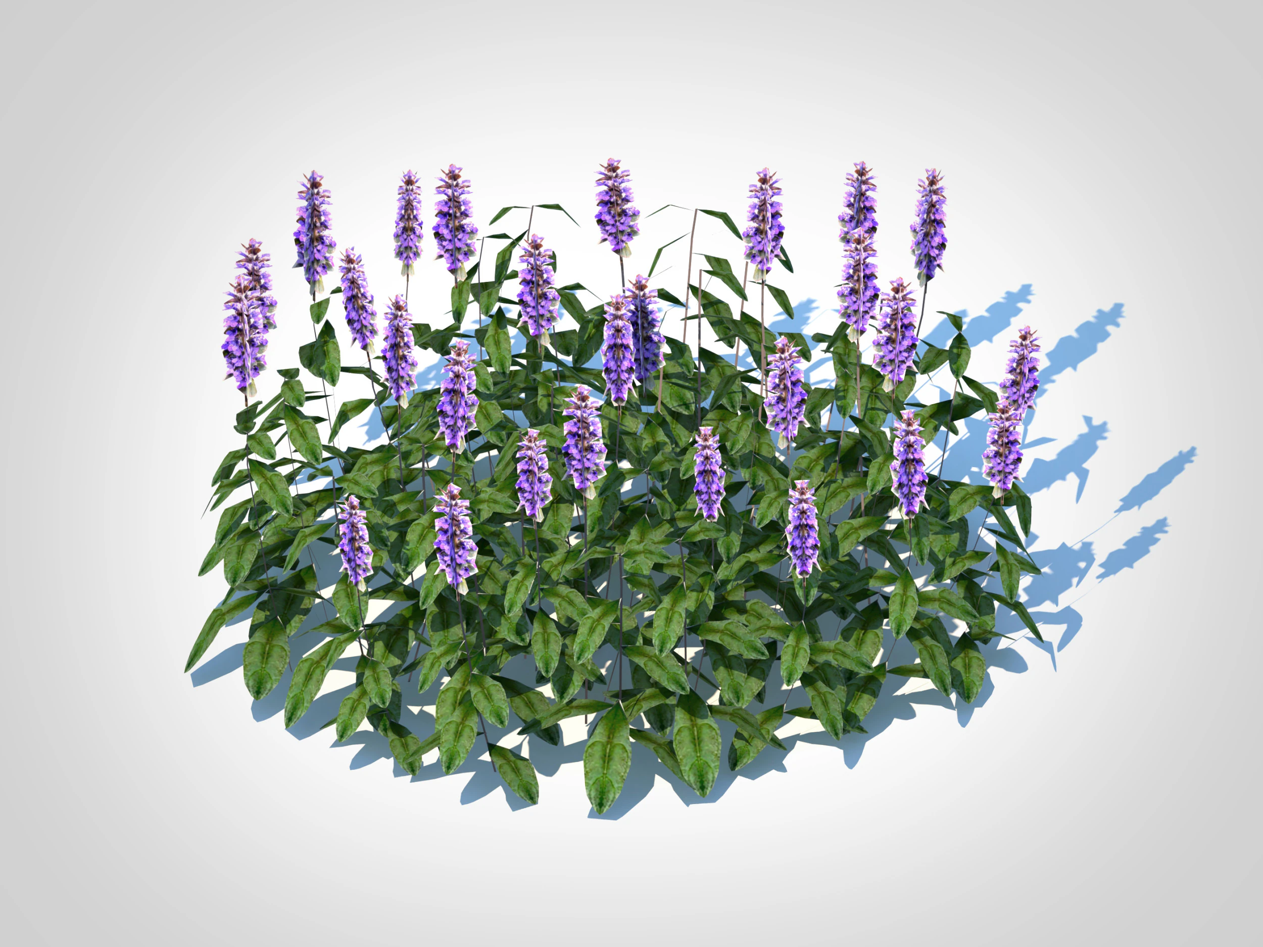 Ajuga Chocolate Chip - Bugleweed 3D Model .c4d .max .obj .3ds .fbx .stl .blend 