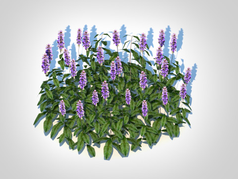 Ajuga Chocolate Chip - Bugleweed Model 3D