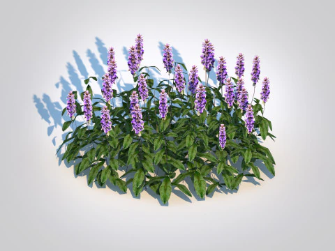 Ajuga Chocolate Chip - Bugleweed 3D Model