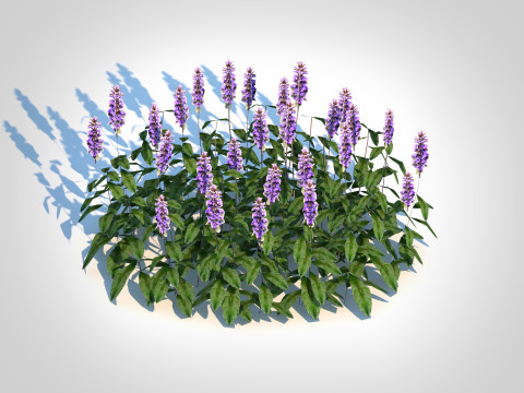 Ajuga Chocolate Chip - Bugleweed Model 3D
