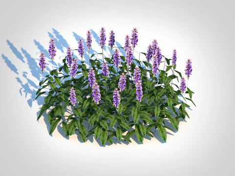 Ajuga Chocolate Chip - Bugleweed 3D Model