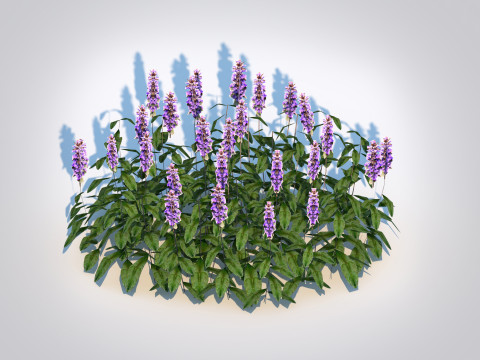 Ajuga Chocolate Chip - Bugleweed Model 3D