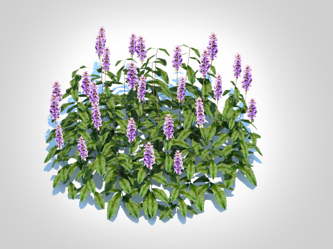 Ajuga Chocolate Chip - Bugleweed Model 3D