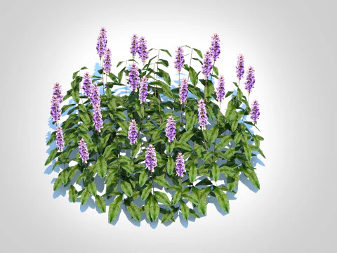 Ajuga Chocolate Chip - Bugleweed 3D Model
