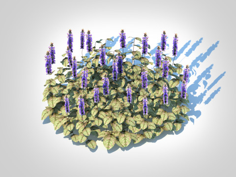 Ajuga reptans Burgundy Glow - Bugleweed 3Dモデル