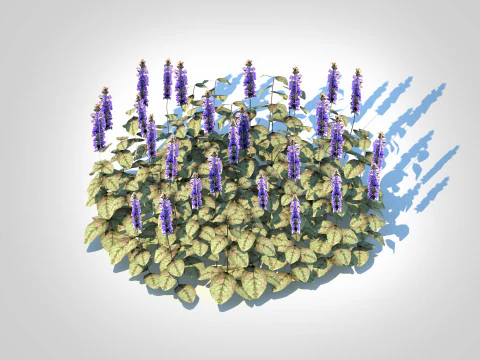 Ajuga reptans Burgundy Glow - Bugleweed 3D Model