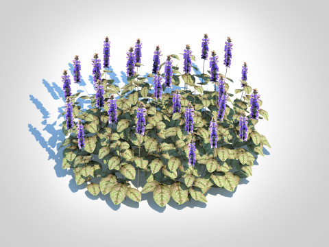 Ajuga reptans Burgundy Glow - Bugleweed Modelo 3D
