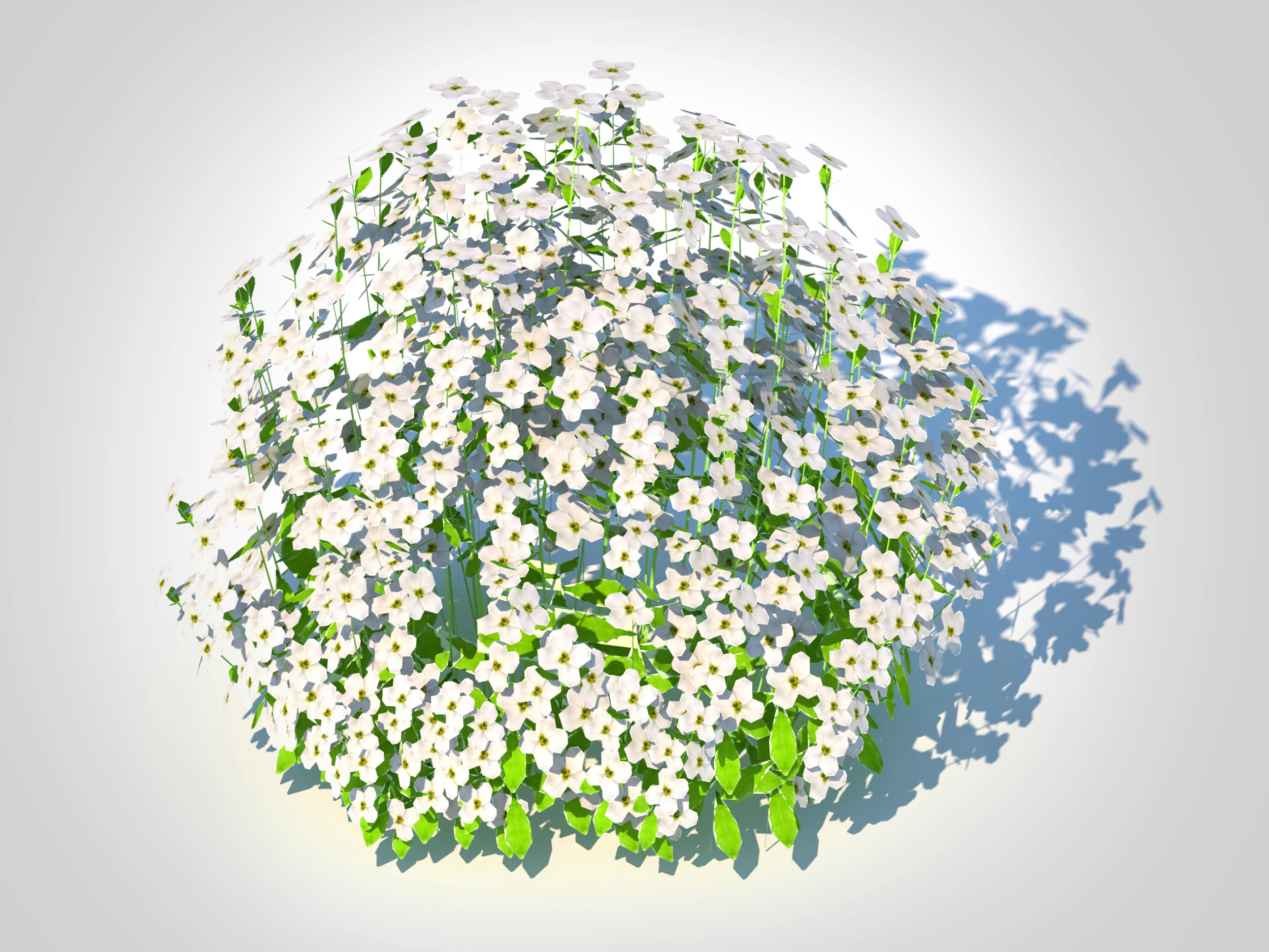 Arabis caucasica -Snow Cap 3D Model .c4d .max .obj .3ds .fbx .stl .blend 