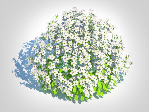 Arabis caucasica -Snow Cap Modelo 3D
