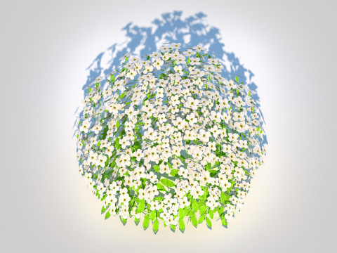 Arabis caucasica -Snow Cap Modelo 3D