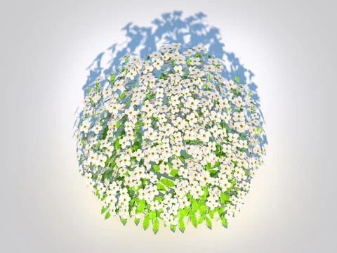 Arabis caucasica -Snow Cap 3D Model