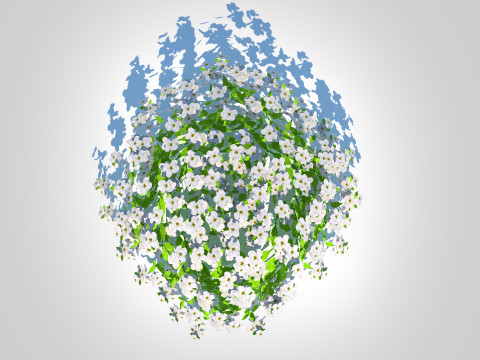 Arabis caucasica -Snow Cap Modelo 3D