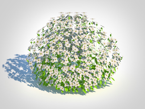 Arabis caucasica -Snow Cap Modelo 3D