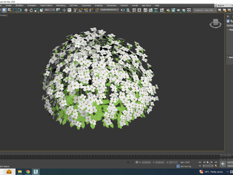 Arabis caucasica -Snow Cap Modelo 3D