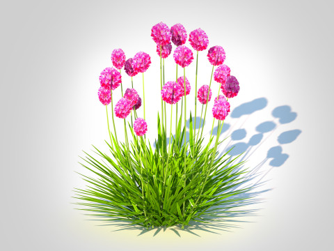 Armeria martima -Gloire de Dusseldorf Modelo 3D