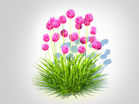 Armeria martima -Gloire de Dusseldorf 3Dモデル