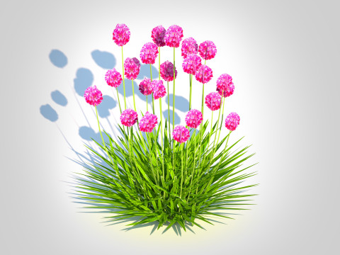 Armeria martima -Gloire de Dusseldorf 3Dモデル