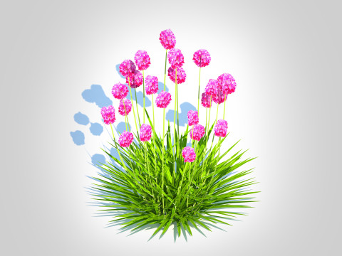 Armeria martima -Gloire de Dusseldorf 3Dモデル
