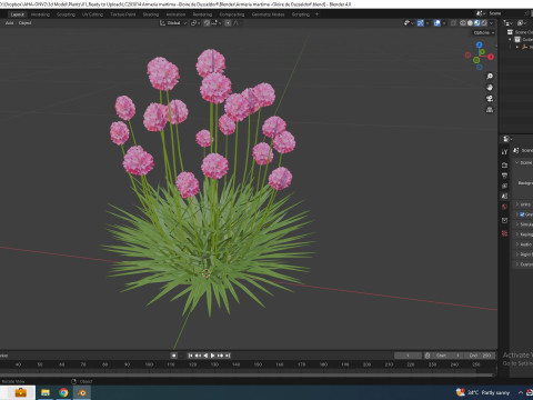 Armeria martima -Gloire de Dusseldorf 3Dモデル