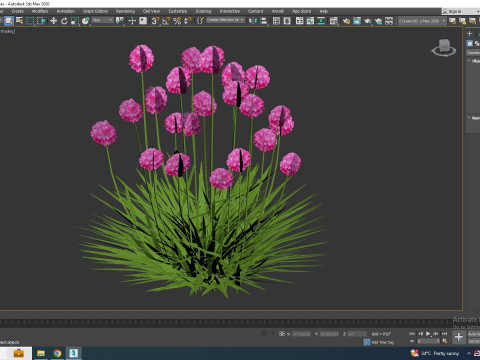 Armeria martima -Gloire de Dusseldorf 3Dモデル