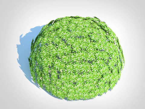 Artemesia schmidtiana - Silvermound 3D Model