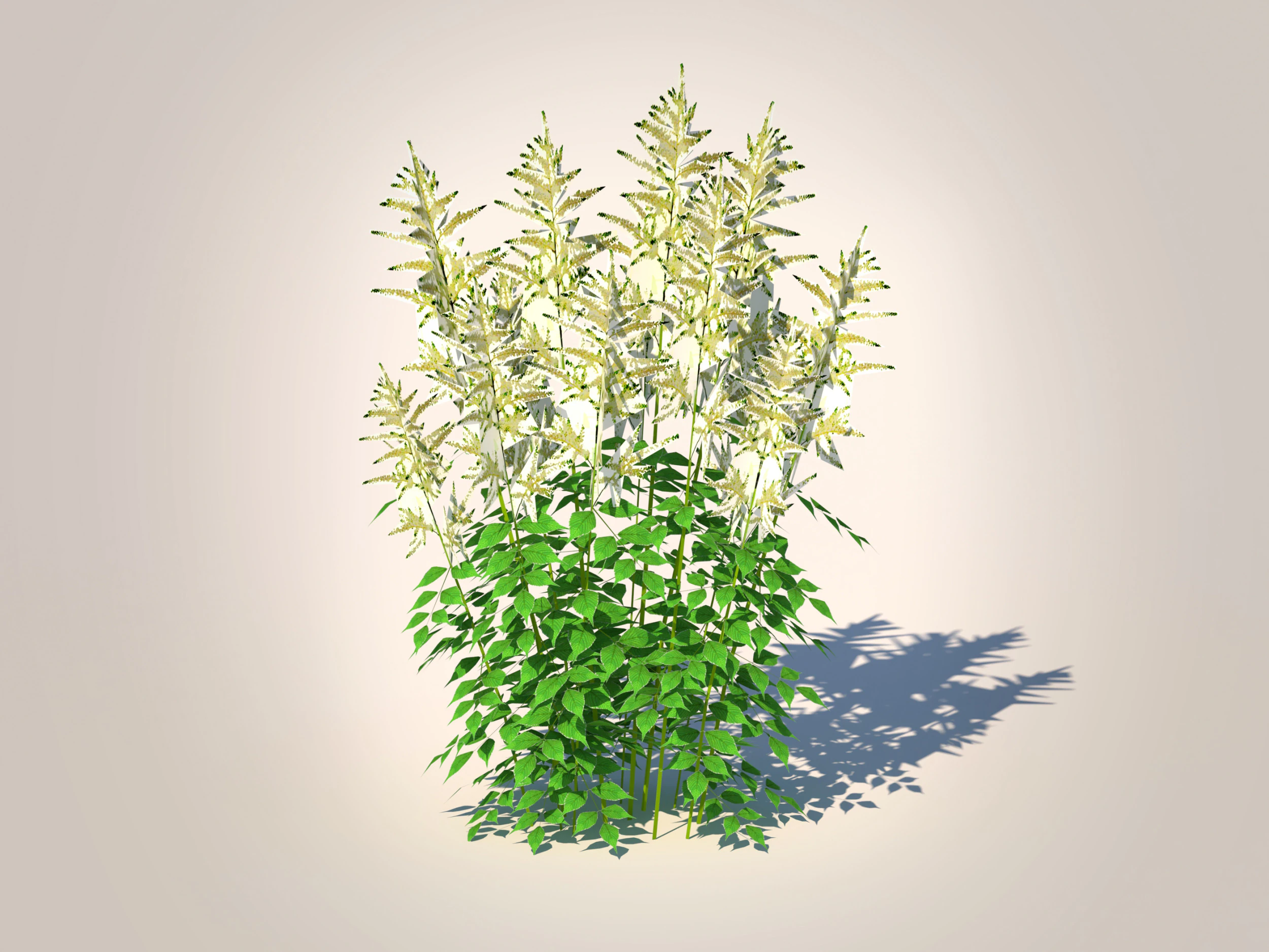 Aruncus-barba di capra Modello 3D .c4d .max .obj .3ds .fbx .stl .blend 