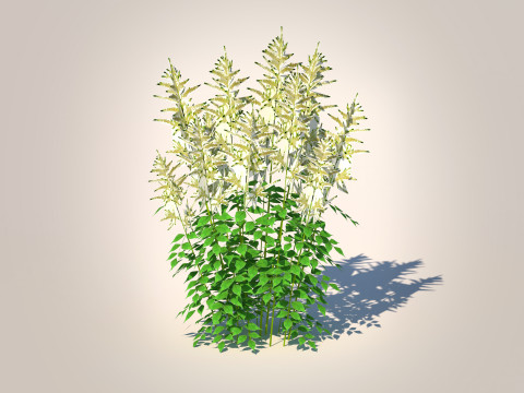 Aruncus-goatsbeard 3D Модель