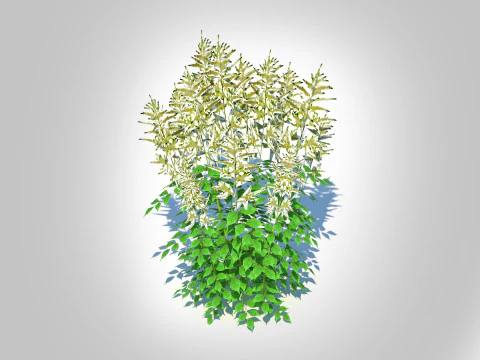 Aruncus-barba di capra Modello 3D