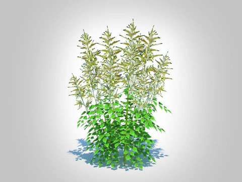 Aruncus-barba di capra Modello 3D