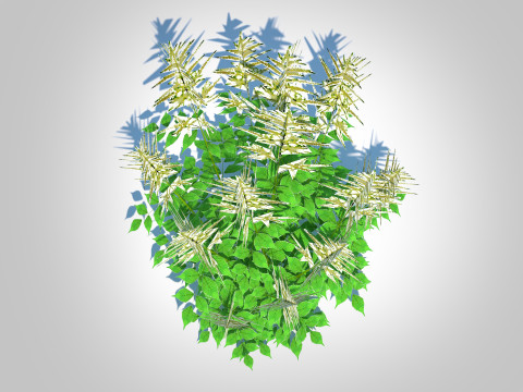 Aruncus-goatsbeard Modèle 3D