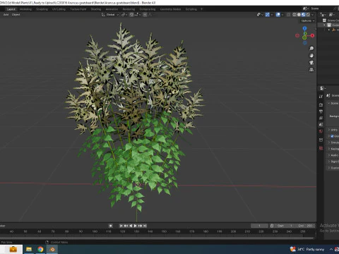 Aruncus-barba di capra Modello 3D