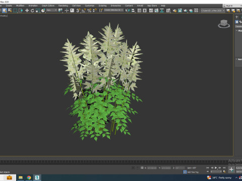 Aruncus-goatsbeard Modèle 3D