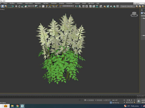 Aruncus-barba di capra Modello 3D