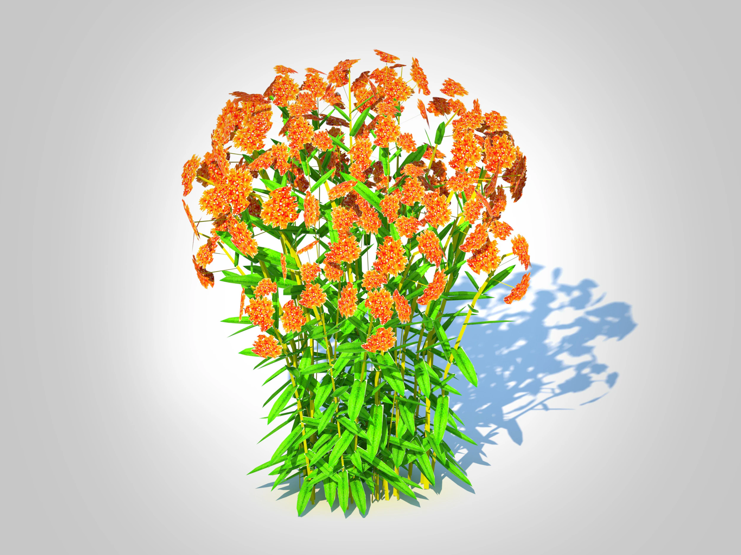 Asclepias tuberosa - Butterfly Weed 3D Model .c4d .max .obj .3ds .fbx .stl .blend