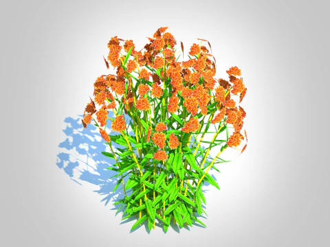 Asclepias tuberosa - Butterfly Weed 3D Model