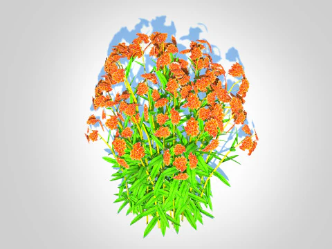 Asclepias tuberosa - Butterfly Weed 3D Model